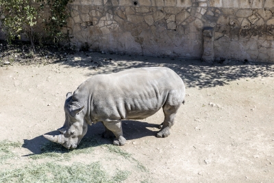 SA Zoo Southern White Rhino